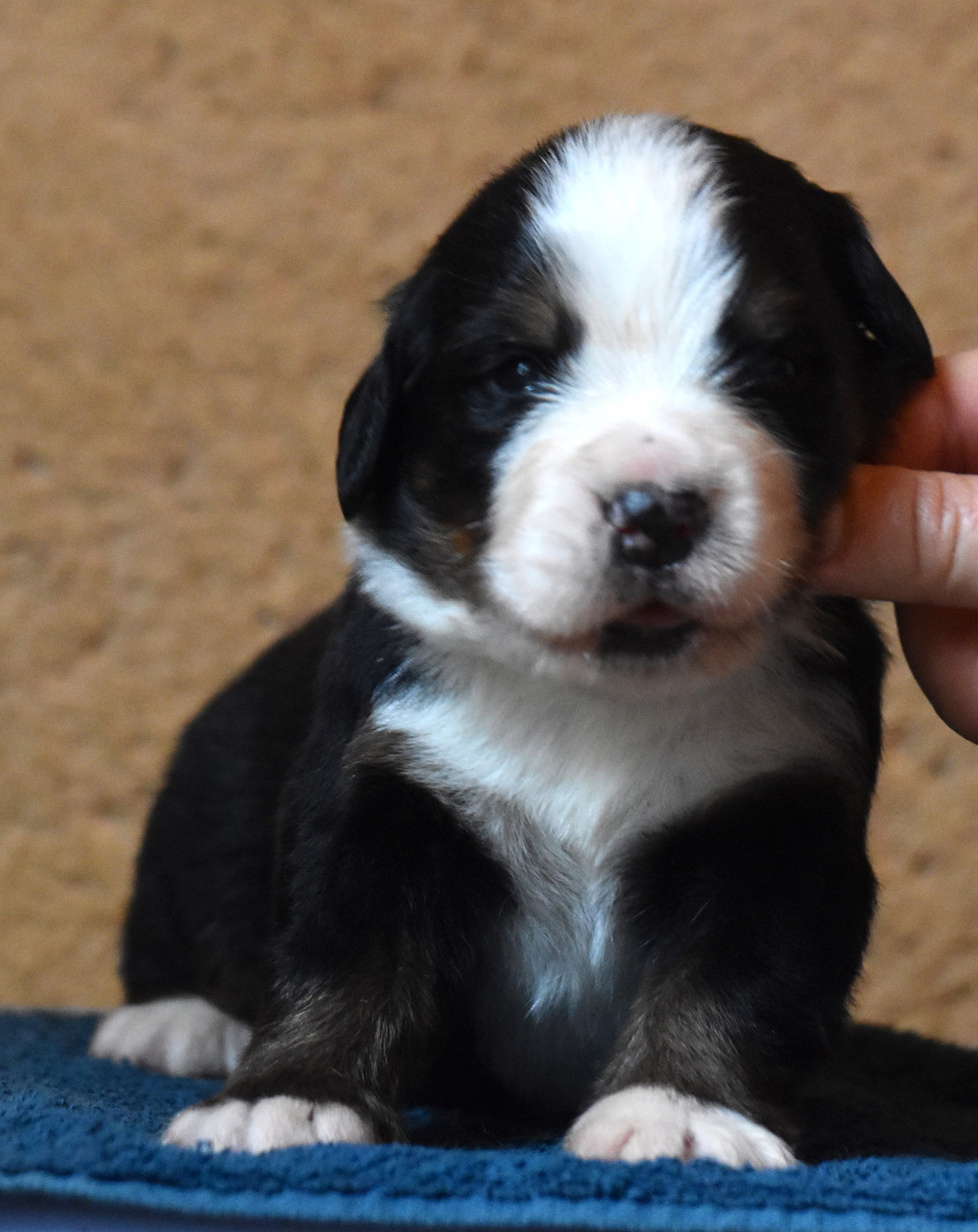 De la Ferme de la Pessoutie - Chiots disponibles - Bouvier Bernois