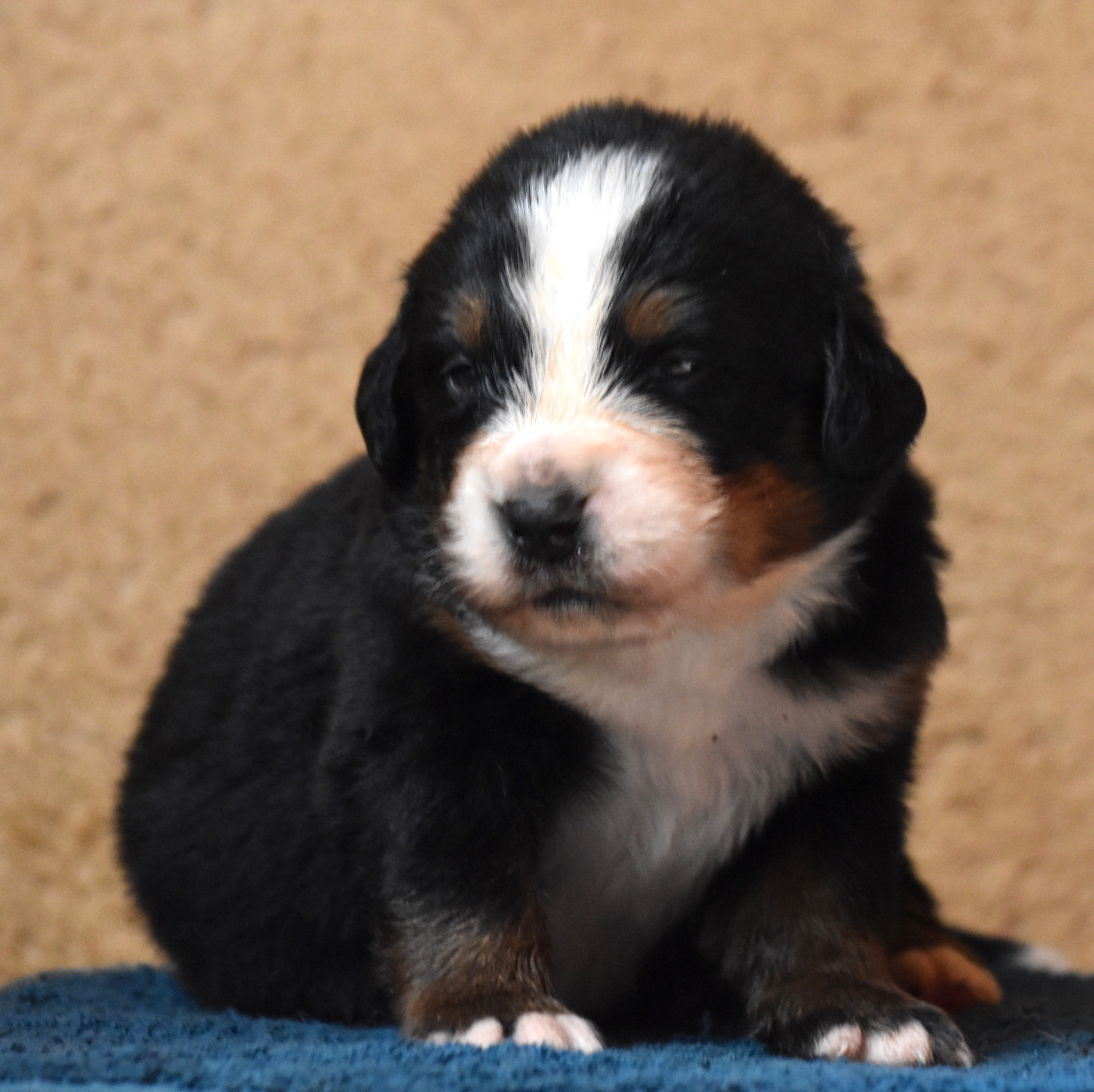De la Ferme de la Pessoutie - Chiots disponibles - Bouvier Bernois