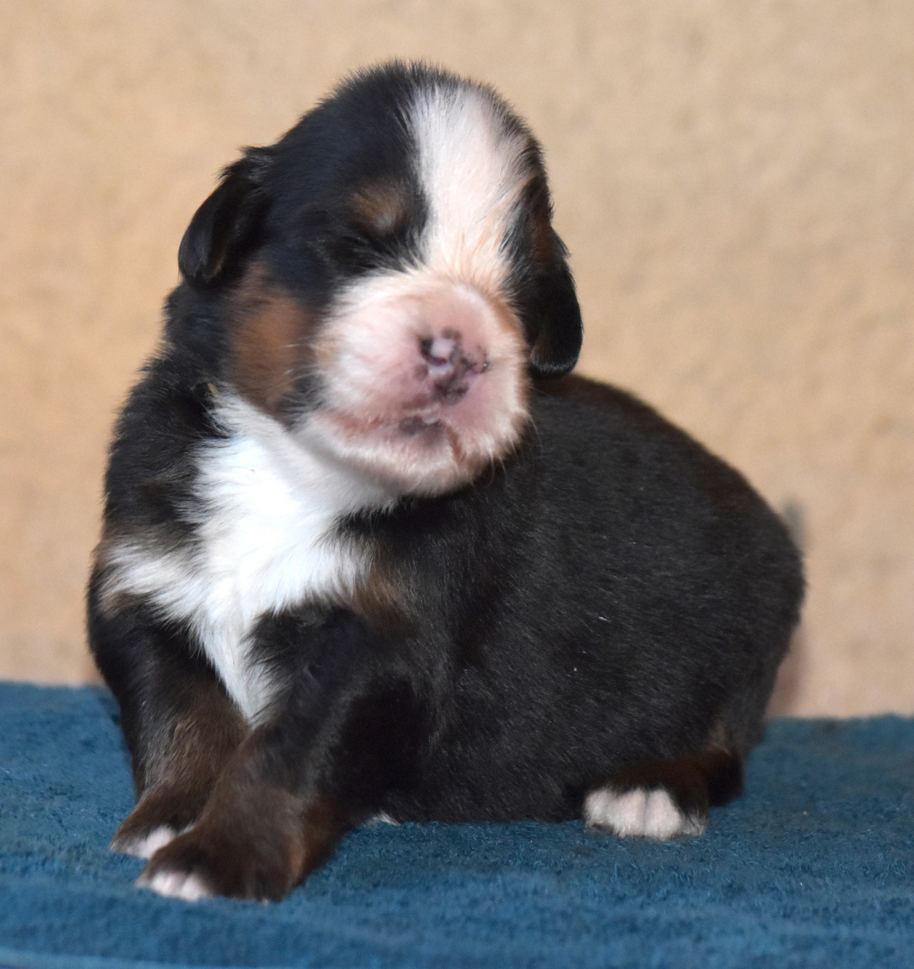 De la Ferme de la Pessoutie - Chiots disponibles - Bouvier Bernois