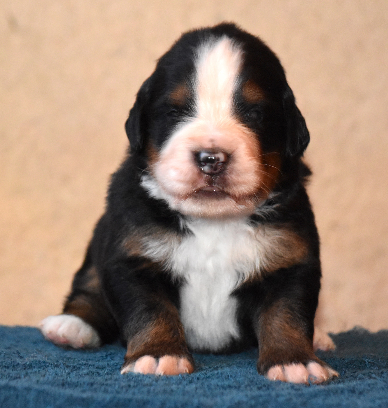 De la Ferme de la Pessoutie - Chiots disponibles - Bouvier Bernois