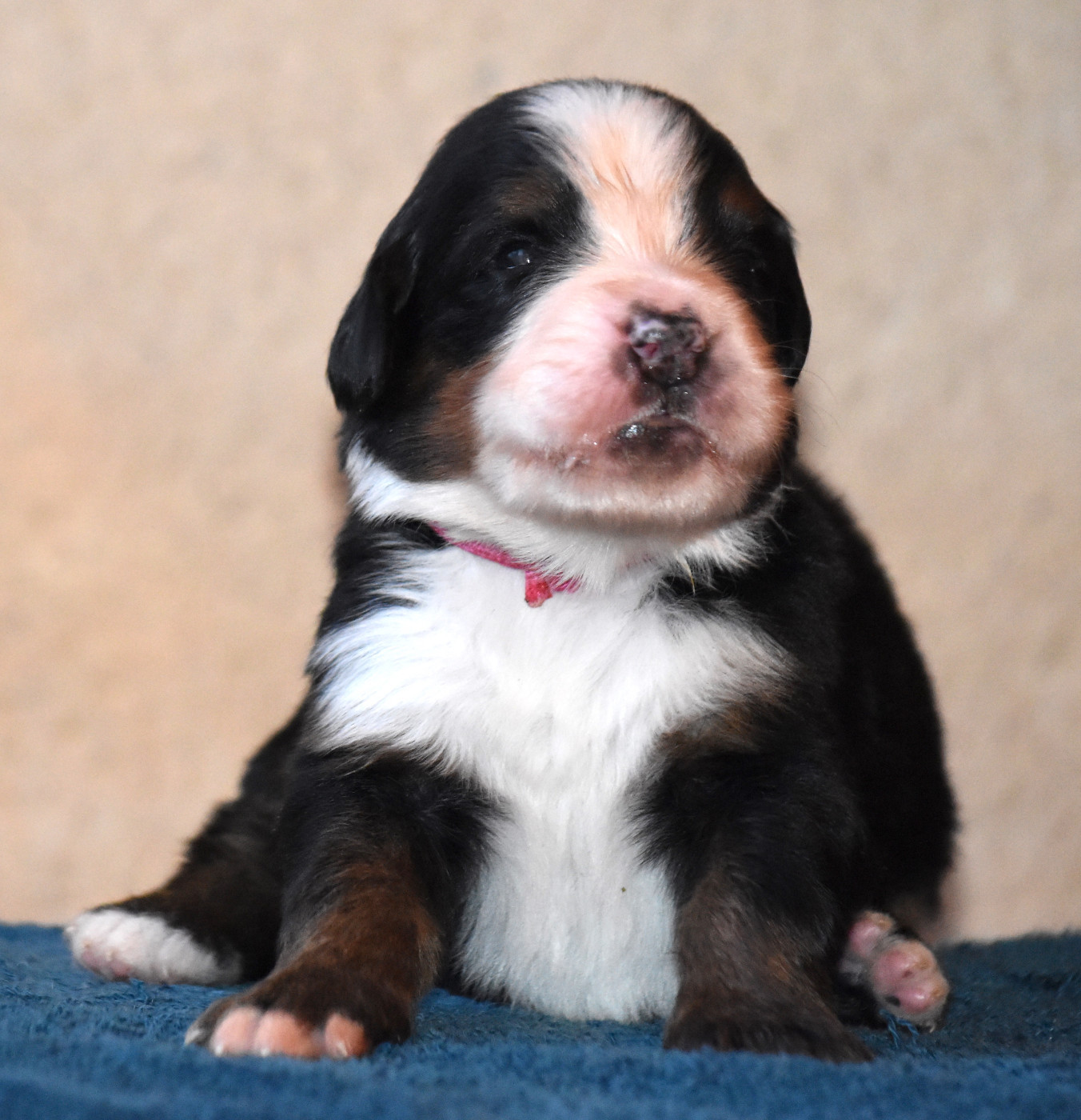 De la Ferme de la Pessoutie - Chiots disponibles - Bouvier Bernois