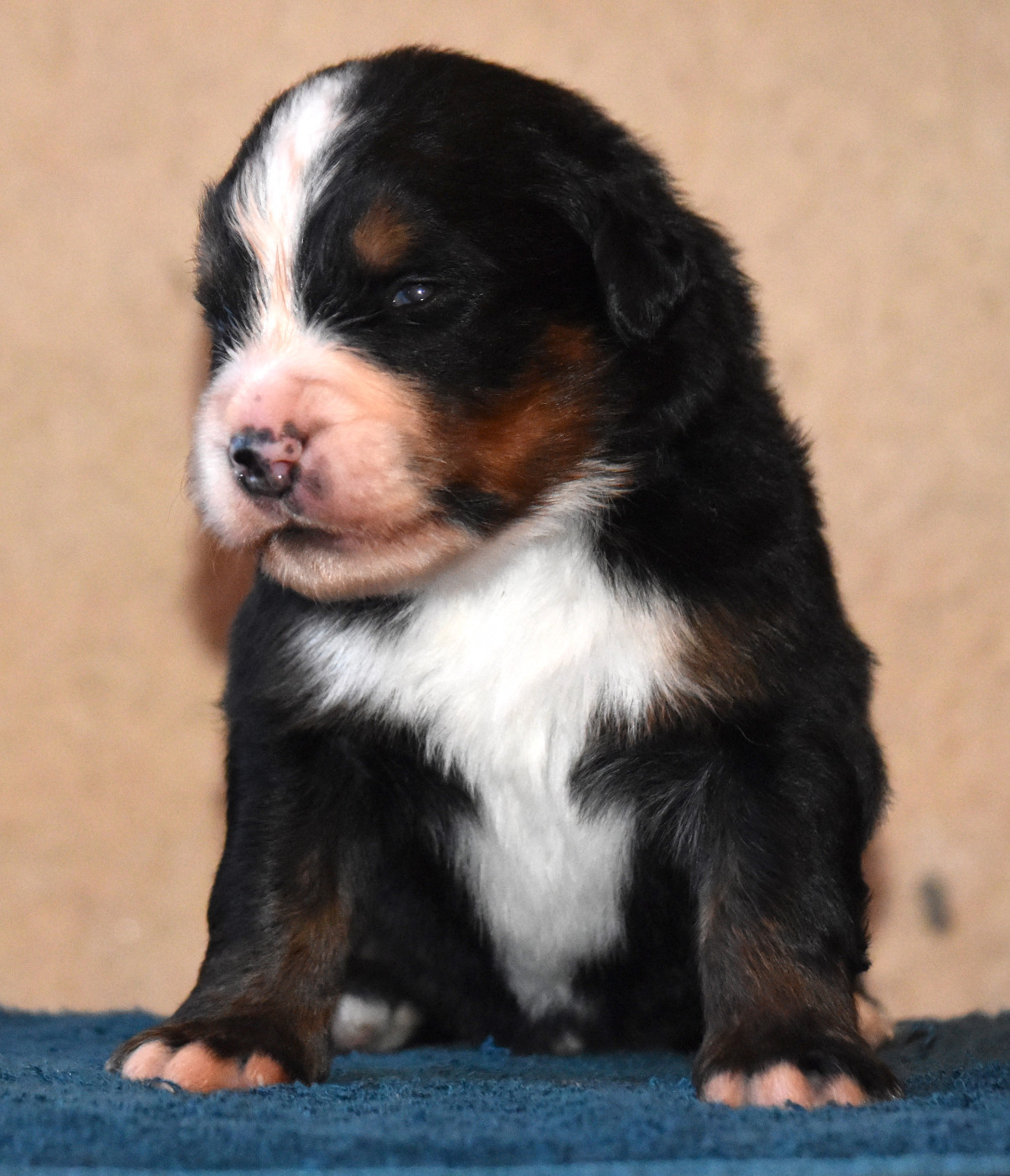 De la Ferme de la Pessoutie - Chiots disponibles - Bouvier Bernois