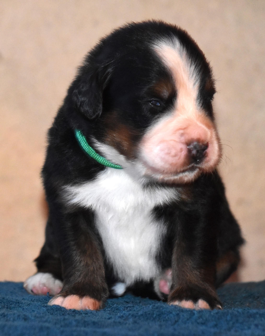 De la Ferme de la Pessoutie - Chiots disponibles - Bouvier Bernois