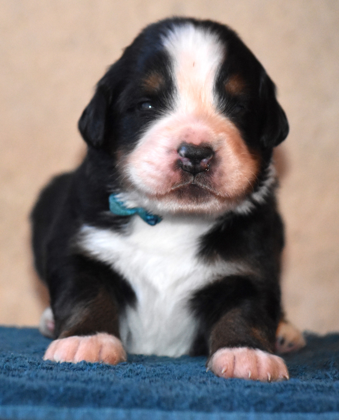 De la Ferme de la Pessoutie - Chiots disponibles - Bouvier Bernois