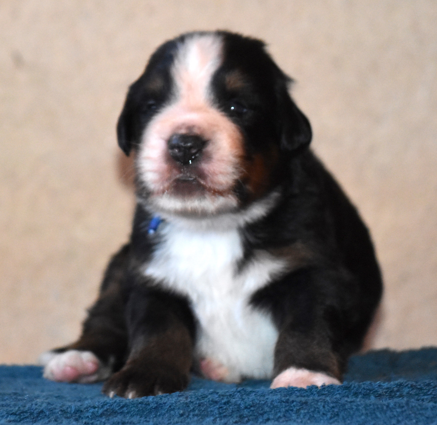 De la Ferme de la Pessoutie - Chiots disponibles - Bouvier Bernois