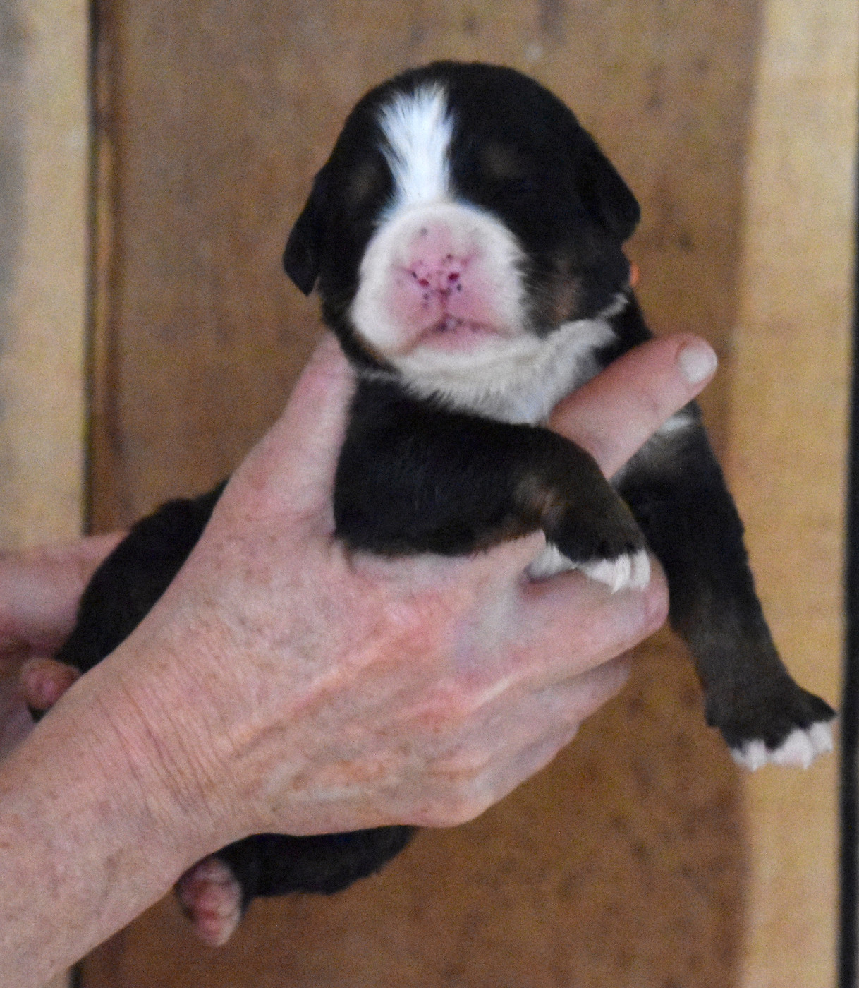 De la Ferme de la Pessoutie - Chiots disponibles - Bouvier Bernois