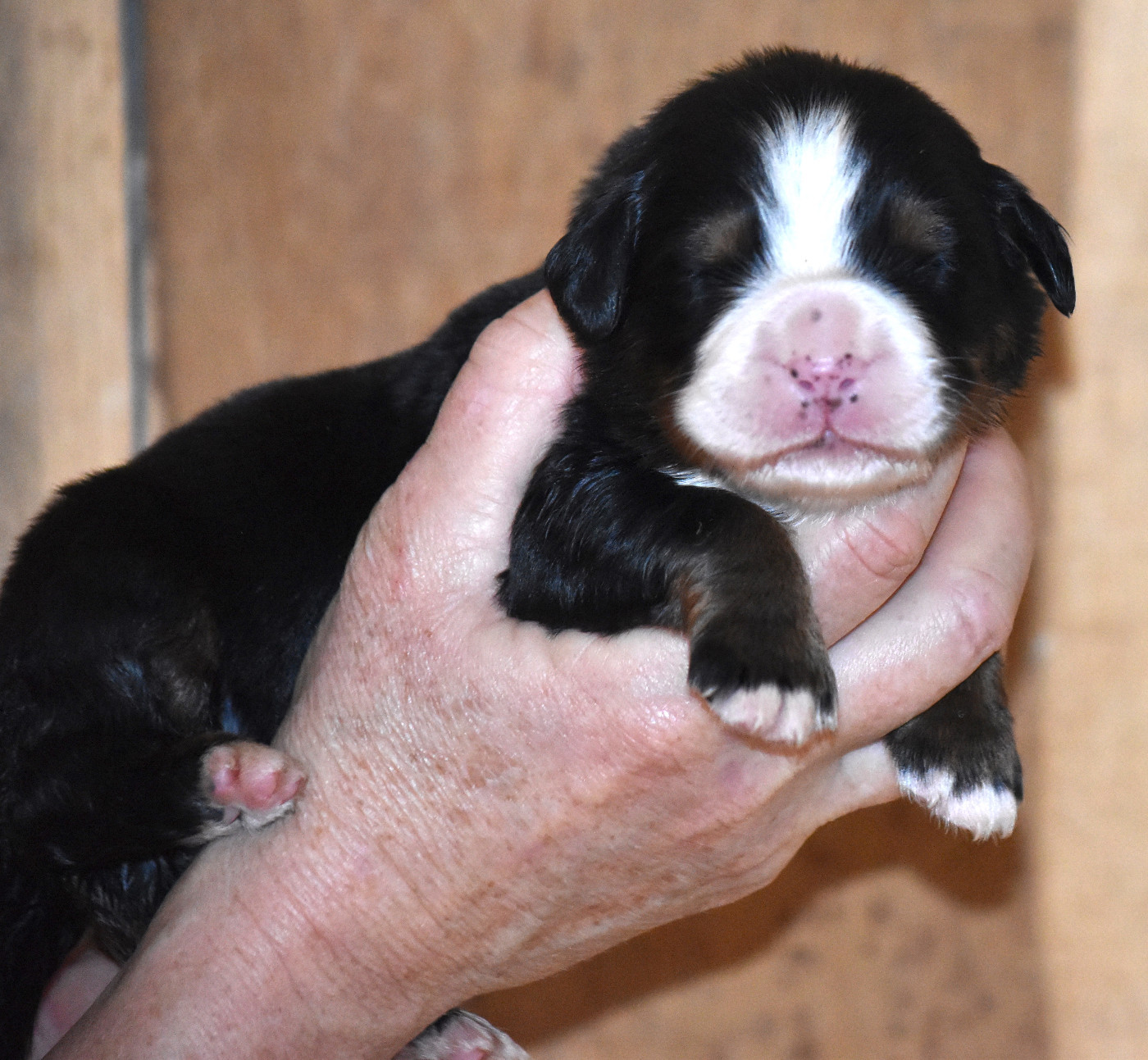 De la Ferme de la Pessoutie - Chiots disponibles - Bouvier Bernois