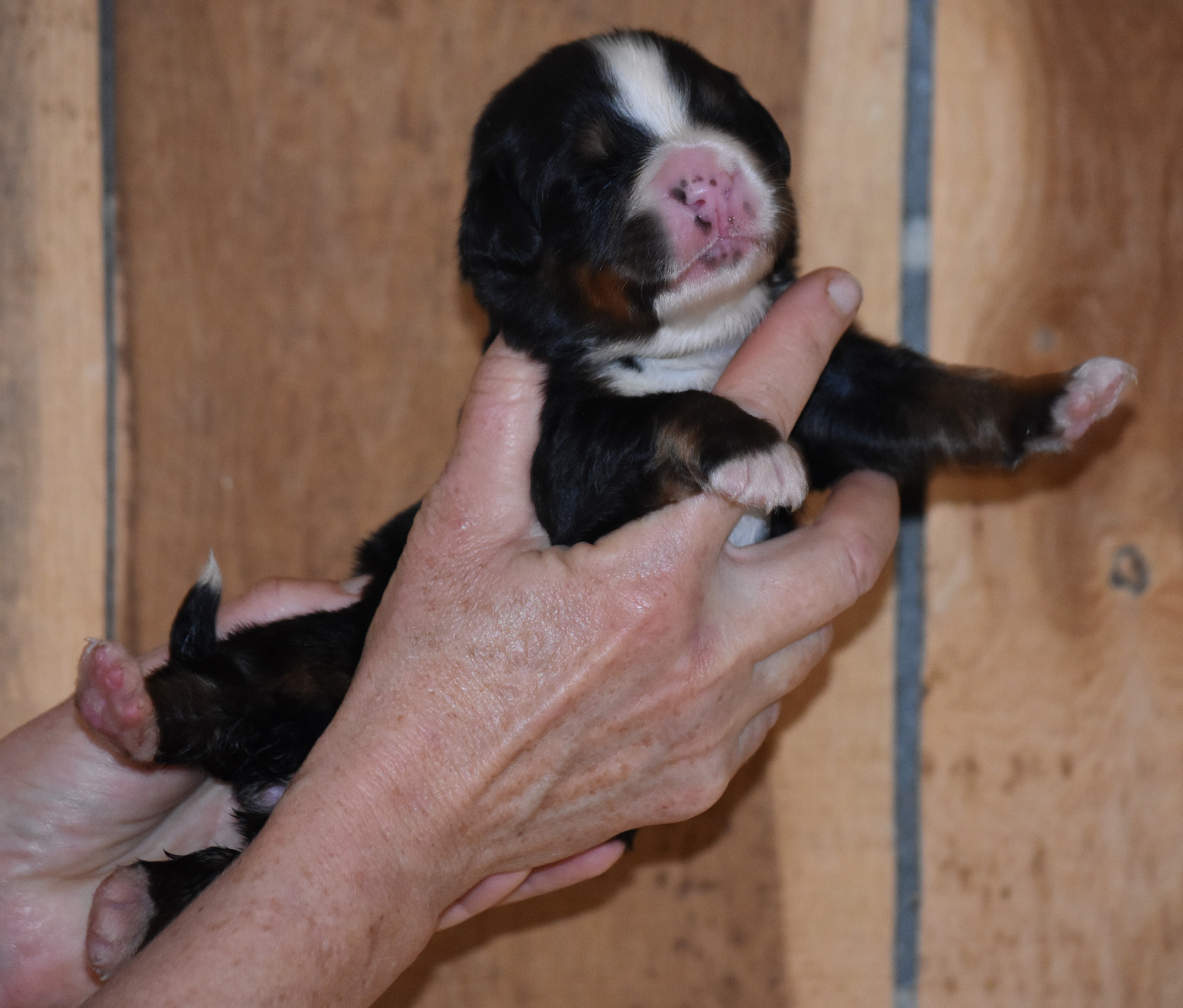De la Ferme de la Pessoutie - Chiots disponibles - Bouvier Bernois