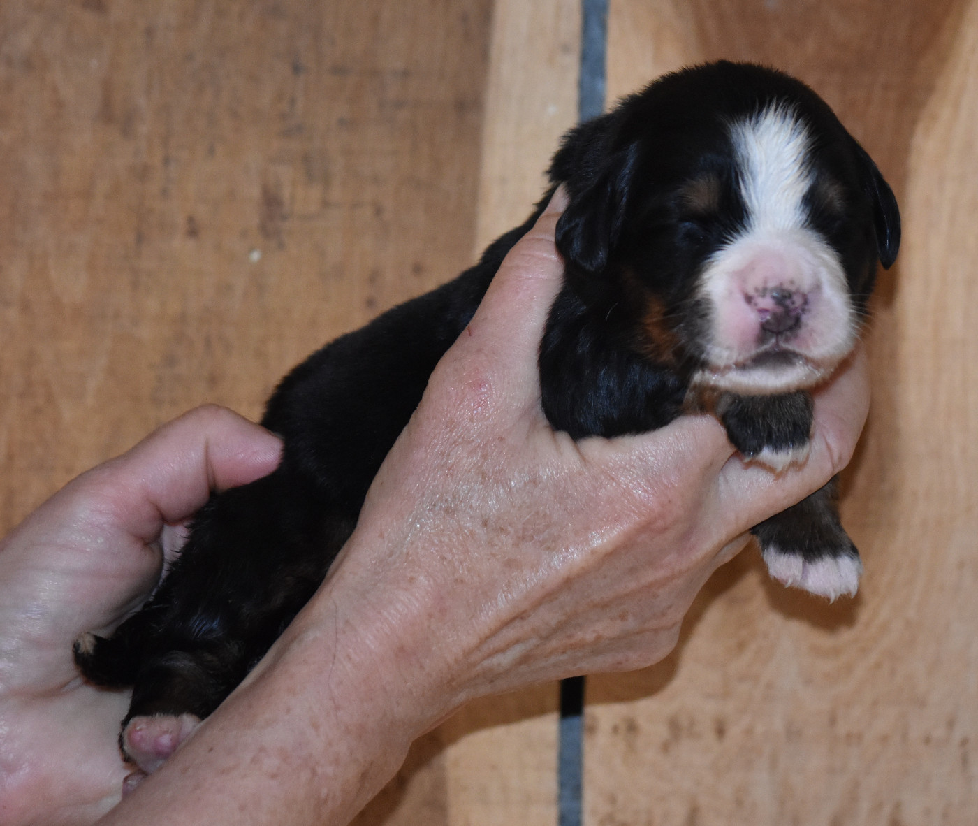 De la Ferme de la Pessoutie - Chiots disponibles - Bouvier Bernois