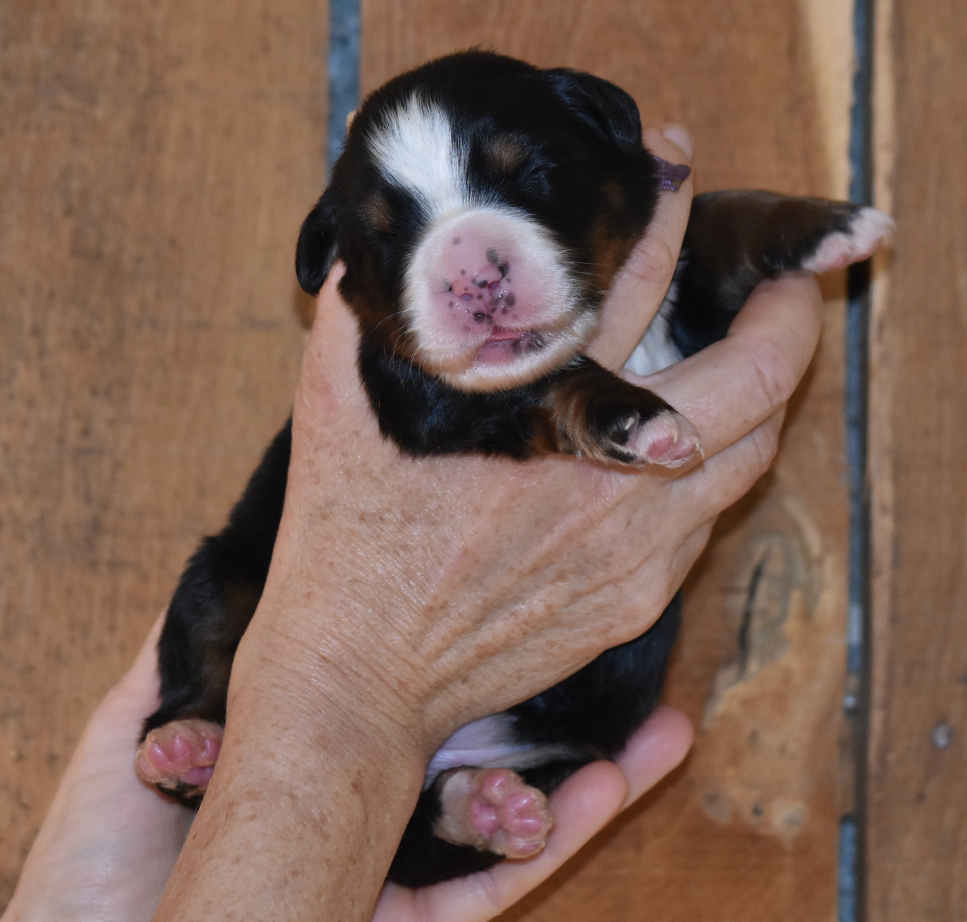 De la Ferme de la Pessoutie - Chiots disponibles - Bouvier Bernois