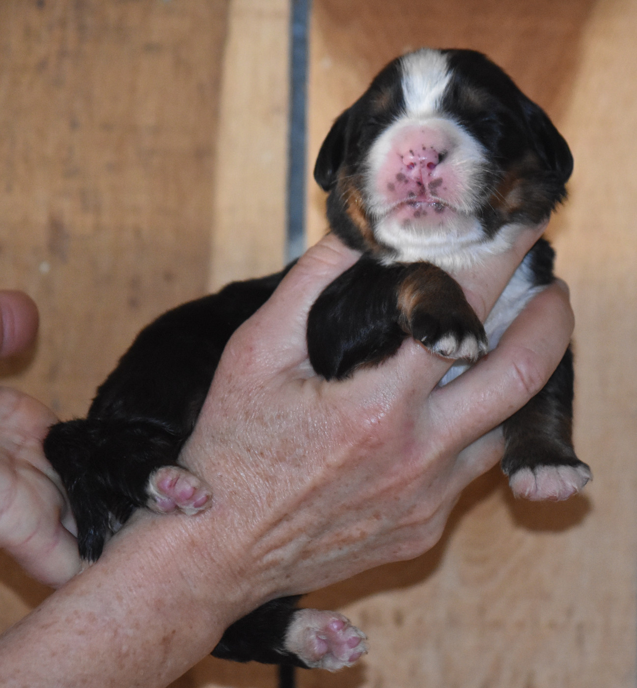 De la Ferme de la Pessoutie - Chiots disponibles - Bouvier Bernois