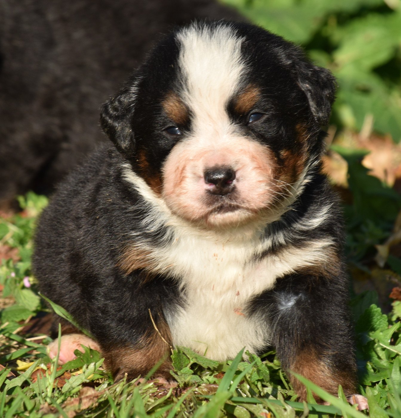 De la Ferme de la Pessoutie - Chiots disponibles - Bouvier Bernois