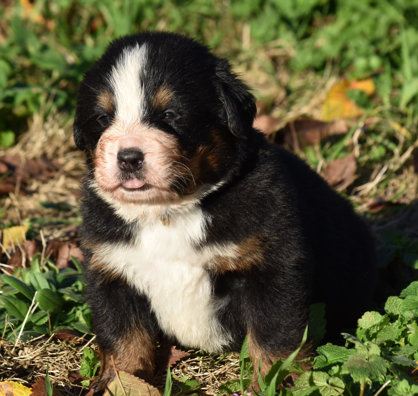 De la Ferme de la Pessoutie - Chiots disponibles - Bouvier Bernois