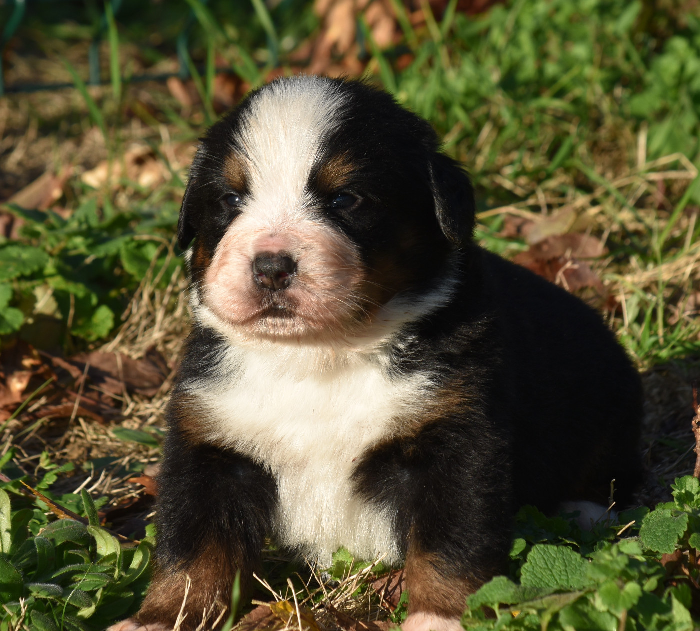 De la Ferme de la Pessoutie - Chiots disponibles - Bouvier Bernois