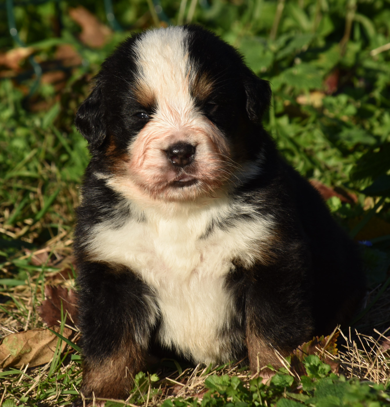 De la Ferme de la Pessoutie - Chiots disponibles - Bouvier Bernois