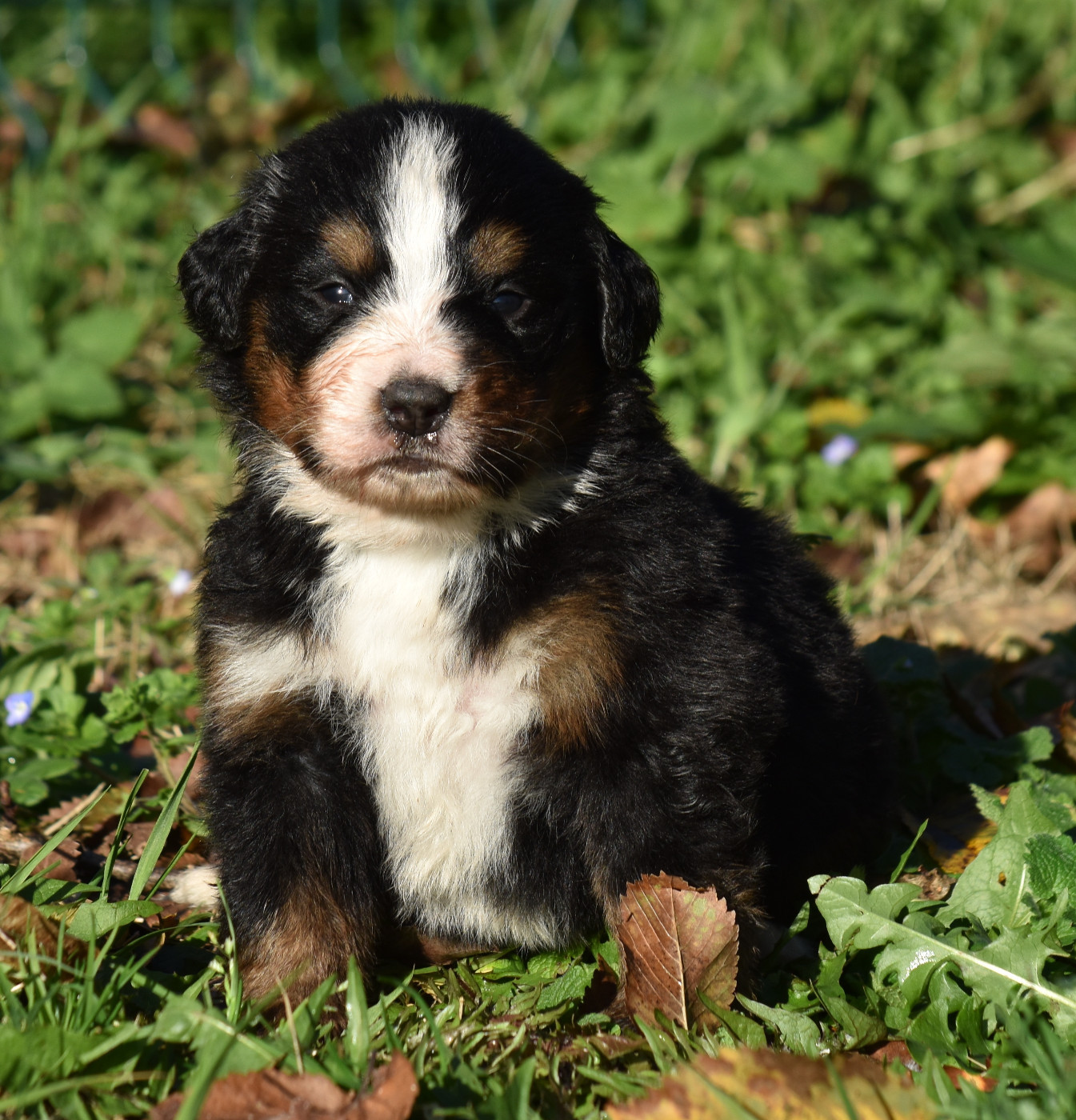 De la Ferme de la Pessoutie - Chiots disponibles - Bouvier Bernois