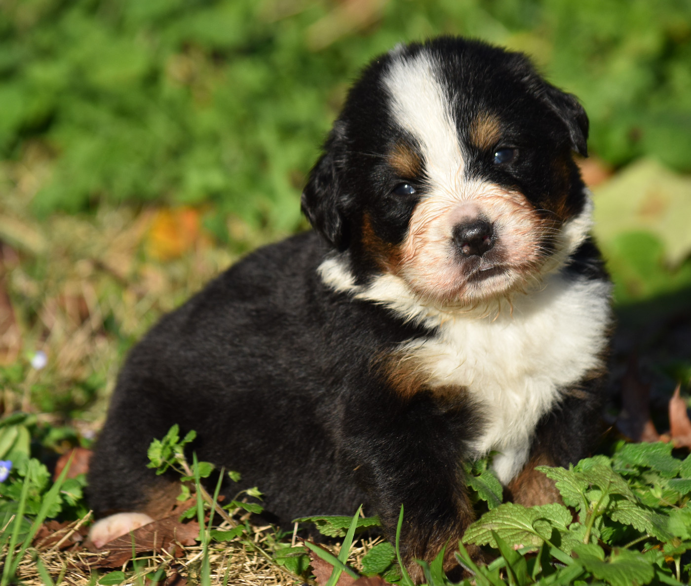 De la Ferme de la Pessoutie - Chiots disponibles - Bouvier Bernois