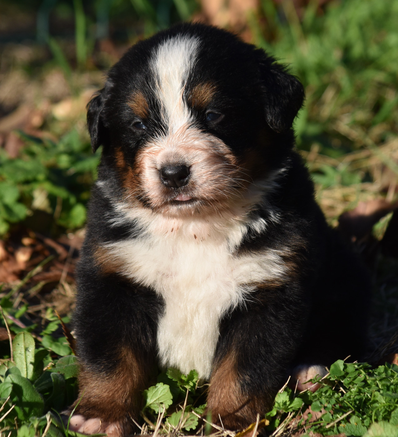 De la Ferme de la Pessoutie - Chiots disponibles - Bouvier Bernois
