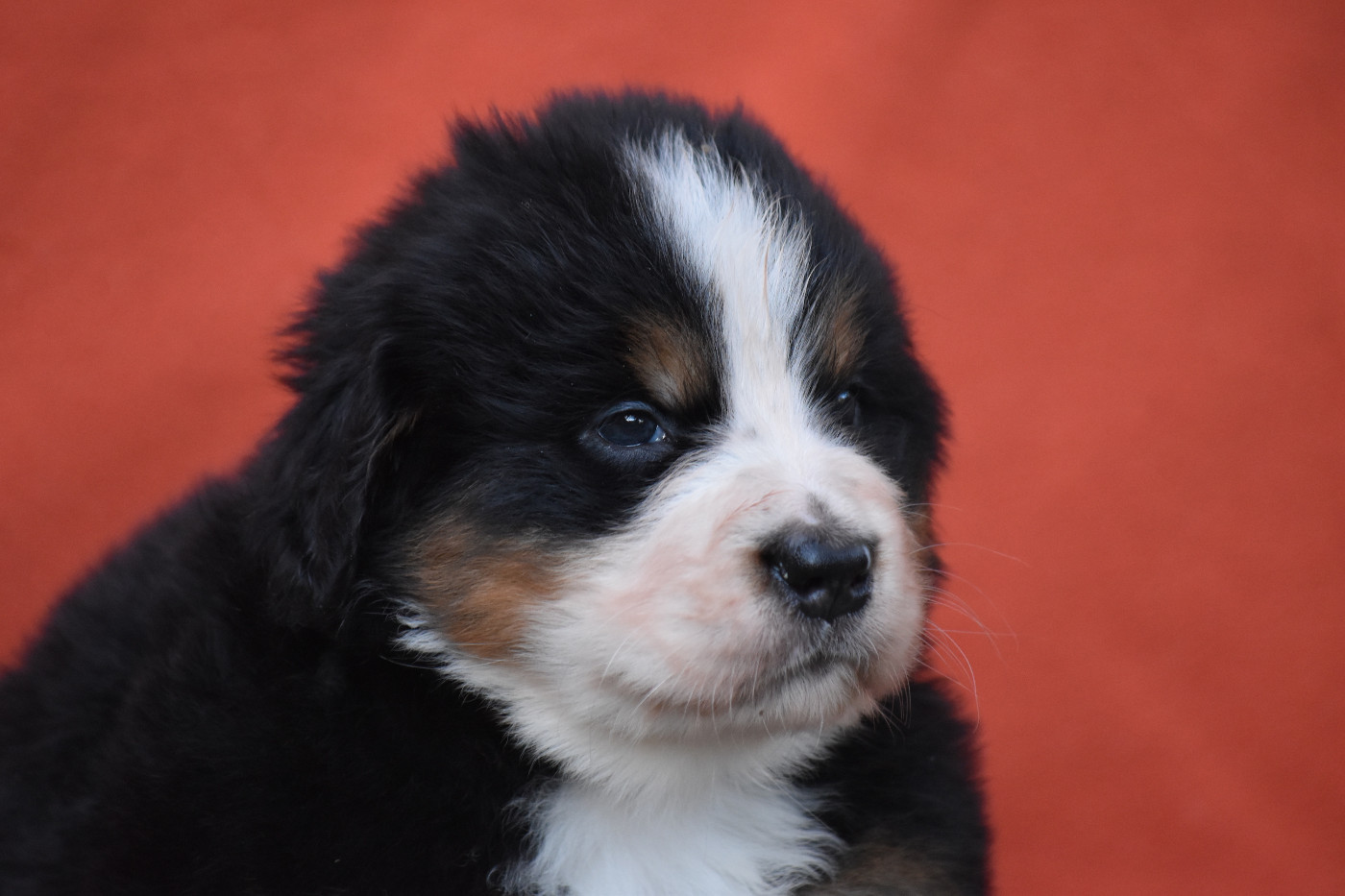 De la Ferme de la Pessoutie - Bouvier Bernois - Portée née le 22/11/2025