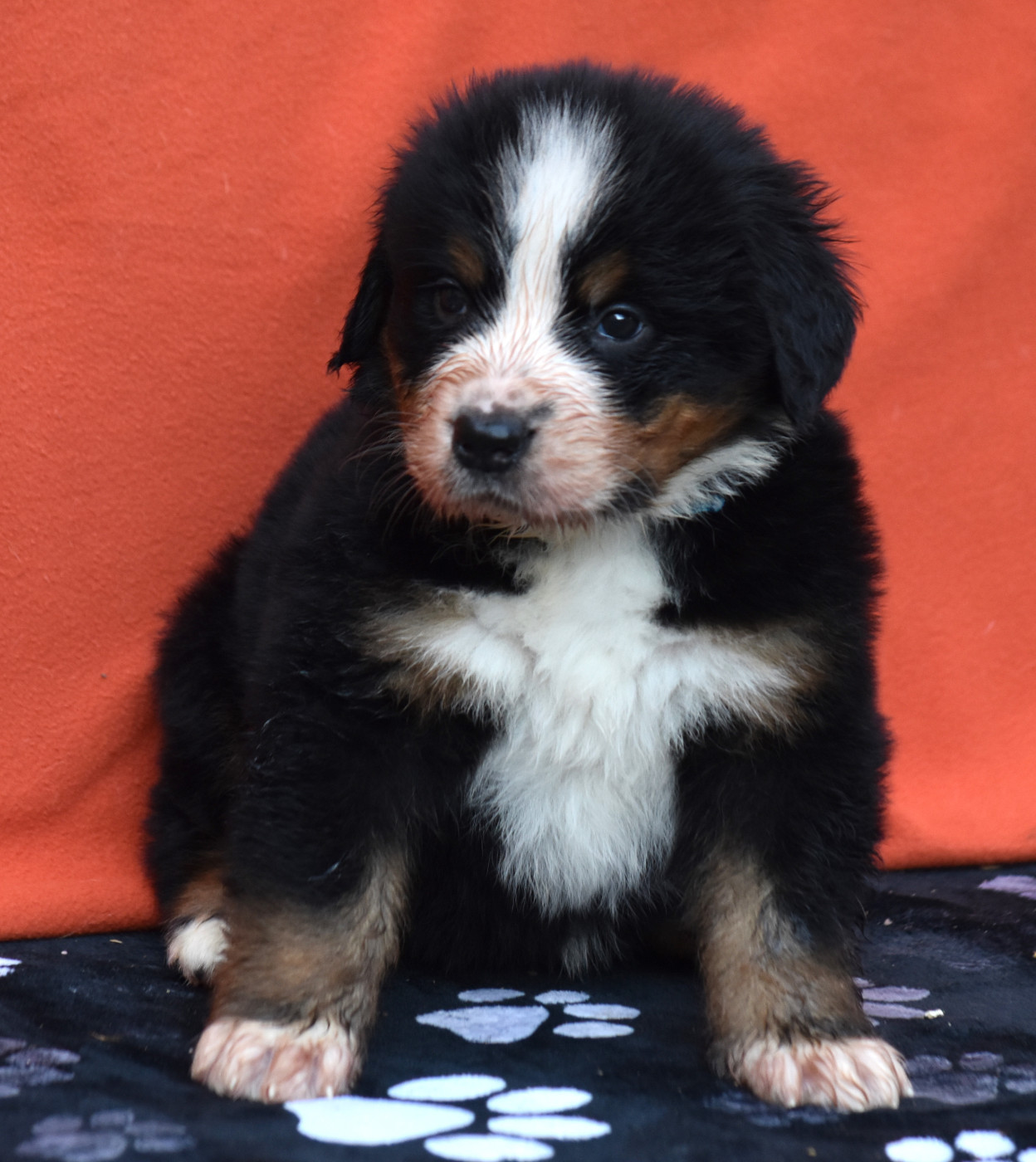 De la Ferme de la Pessoutie - Chiots disponibles - Bouvier Bernois