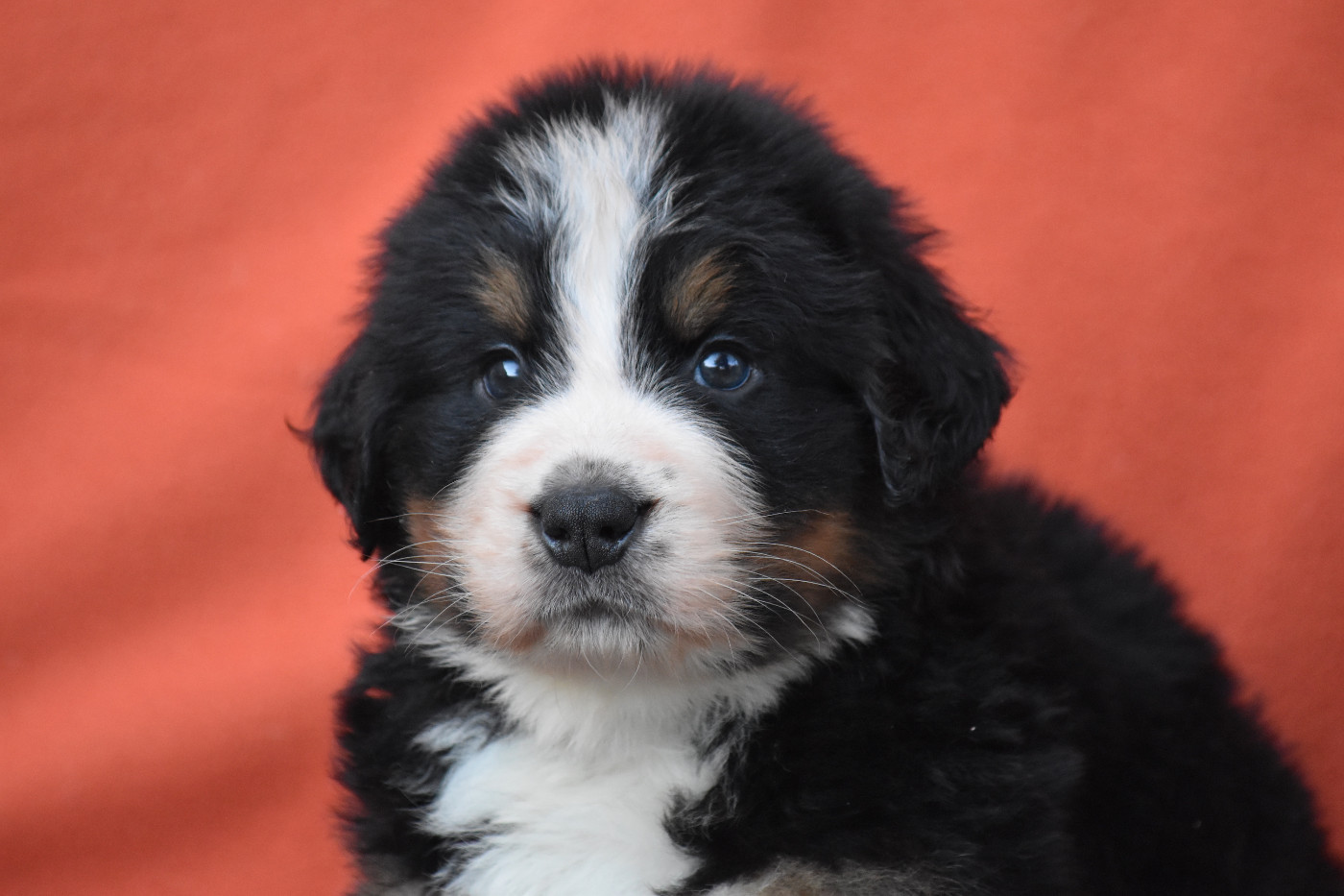 De la Ferme de la Pessoutie - Chiots disponibles - Bouvier Bernois