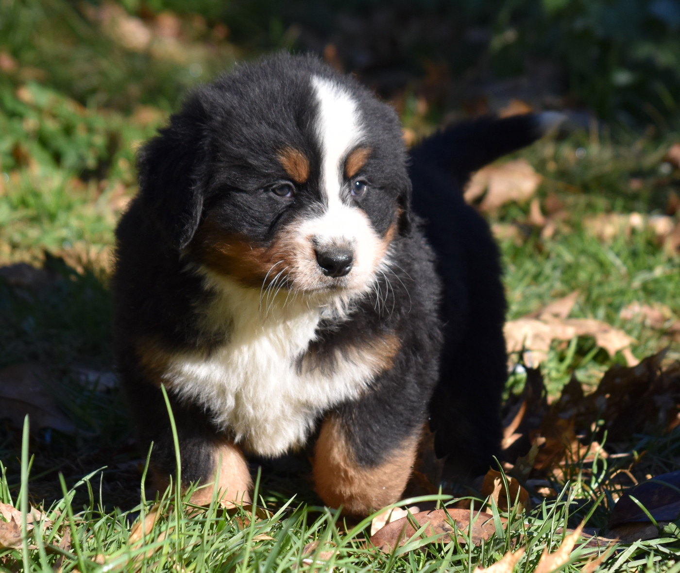 De la Ferme de la Pessoutie - Chiots disponibles - Bouvier Bernois