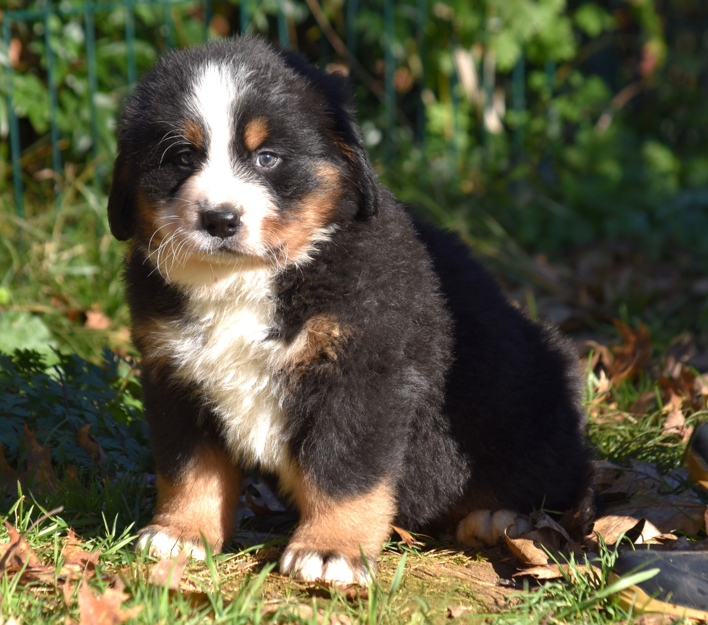 De la Ferme de la Pessoutie - Chiots disponibles - Bouvier Bernois