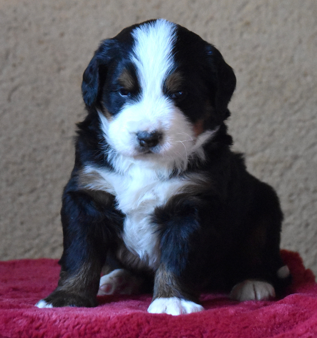 De la Ferme de la Pessoutie - Chiots disponibles - Bouvier Bernois