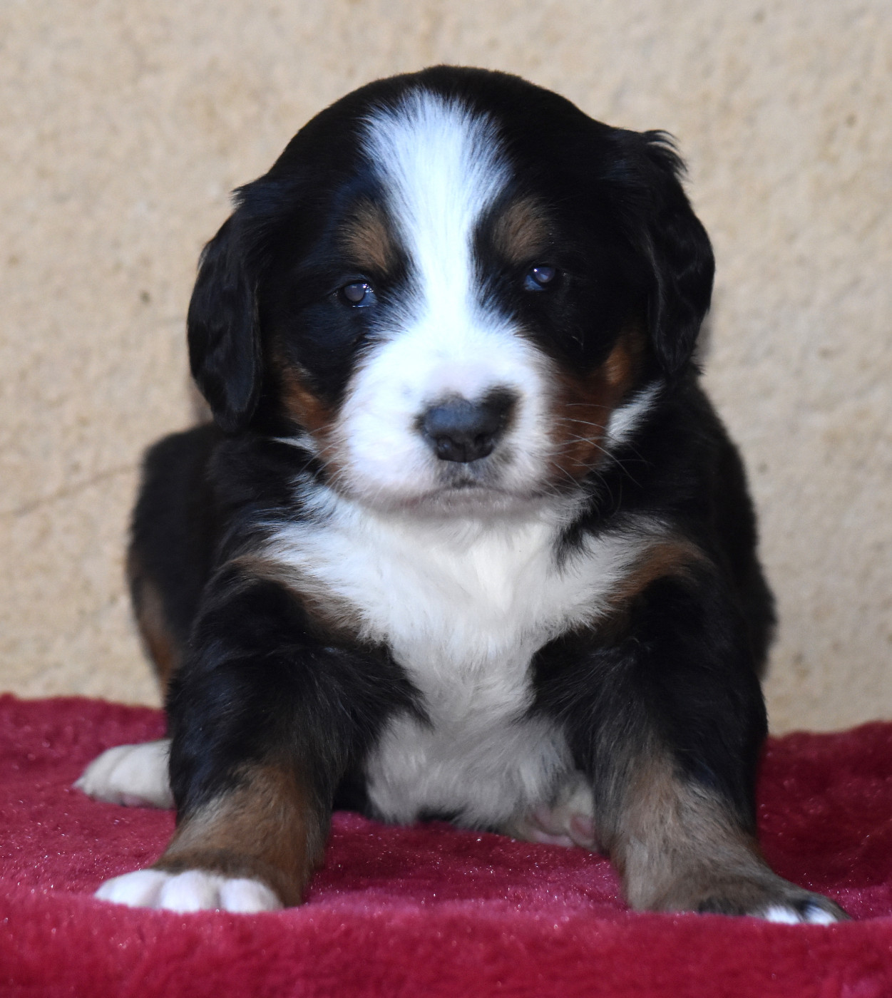 De la Ferme de la Pessoutie - Chiots disponibles - Bouvier Bernois