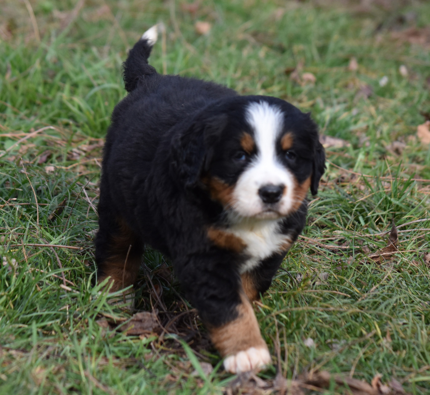De la Ferme de la Pessoutie - Chiots disponibles - Bouvier Bernois