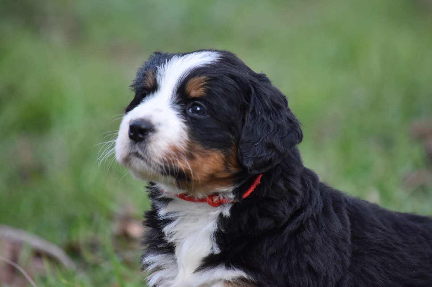 De la Ferme de la Pessoutie - Chiots disponibles - Bouvier Bernois