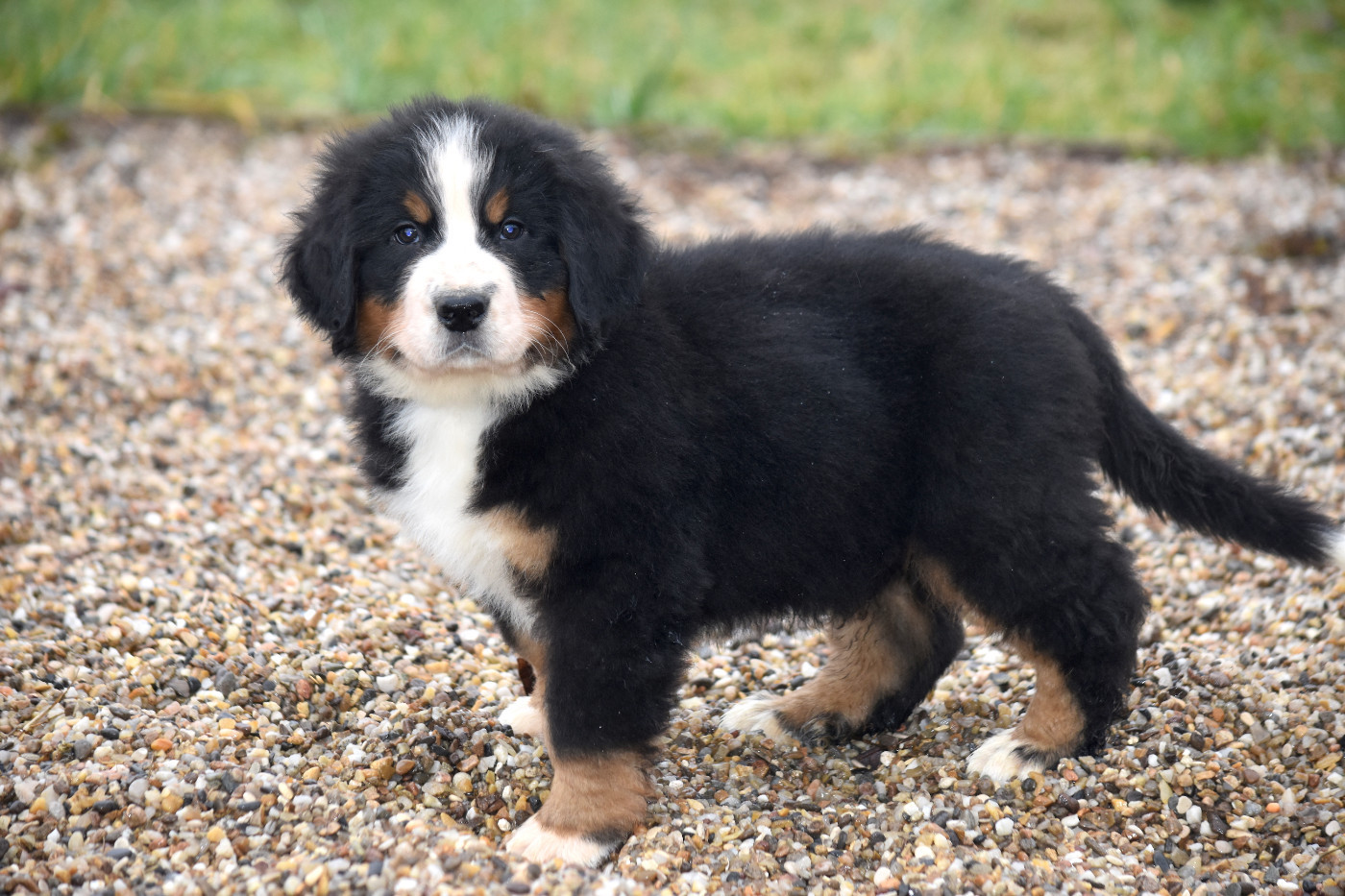 De la Ferme de la Pessoutie - Chiots disponibles - Bouvier Bernois