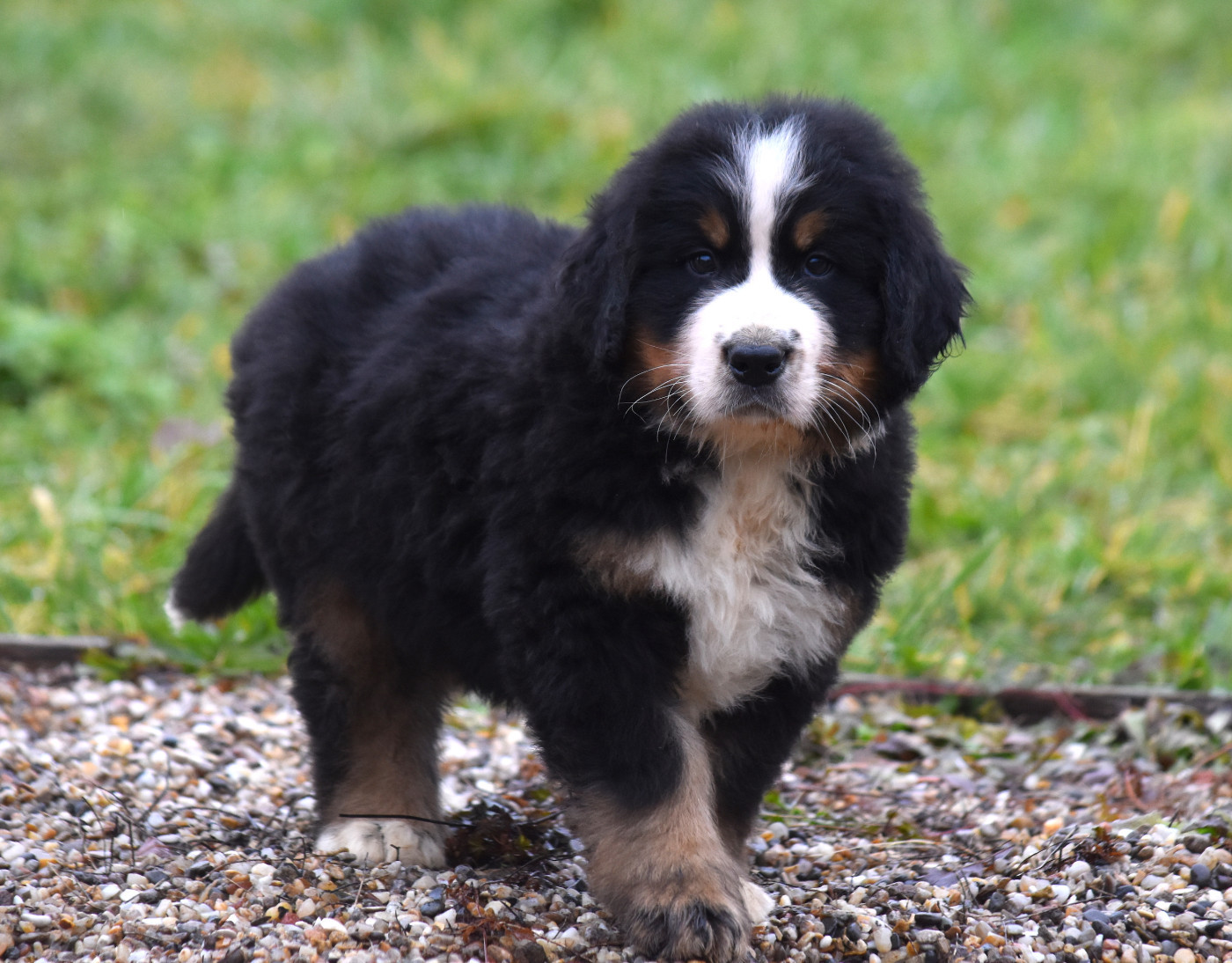 De la Ferme de la Pessoutie - Chiots disponibles - Bouvier Bernois