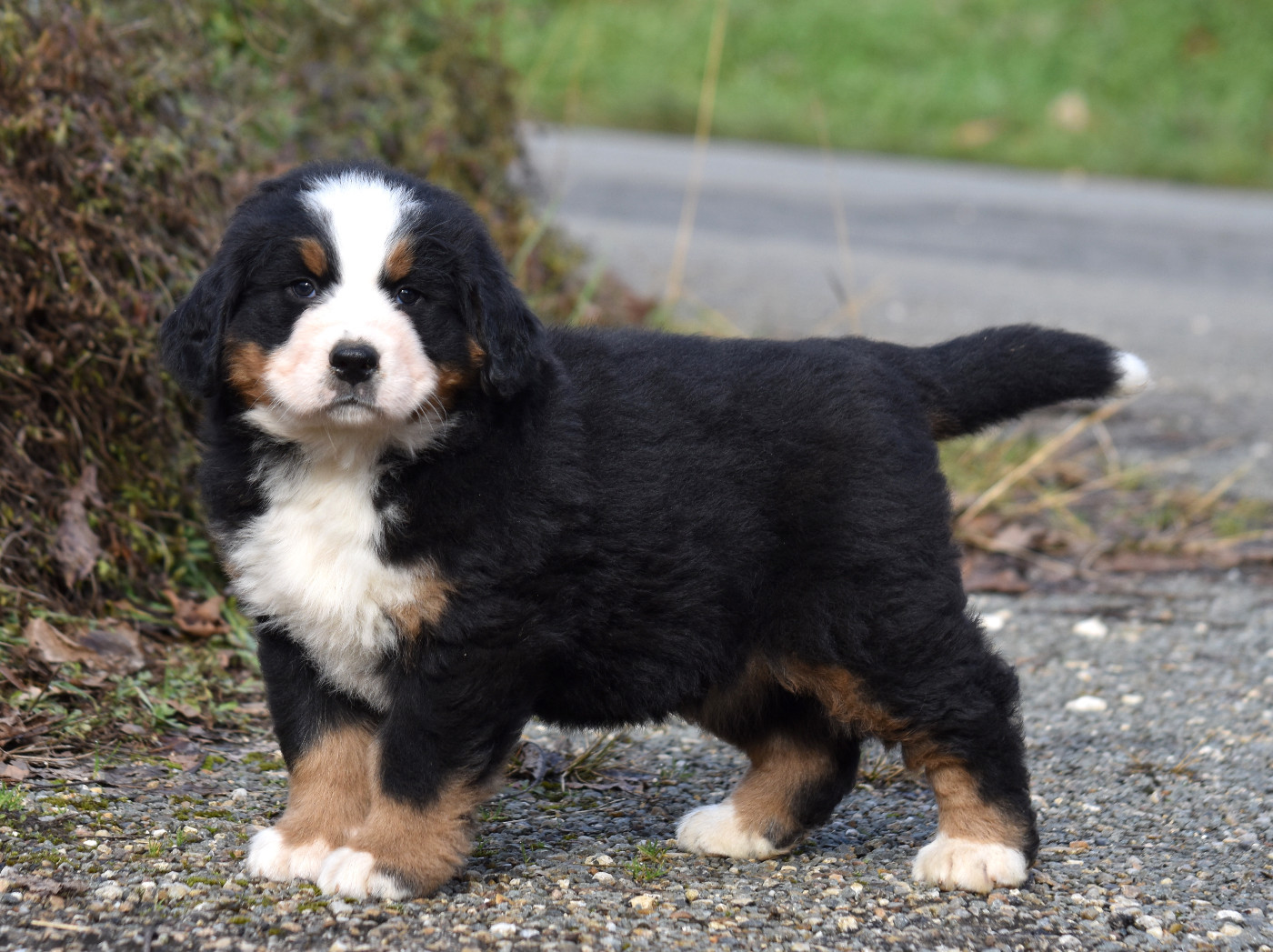 De la Ferme de la Pessoutie - Chiots disponibles - Bouvier Bernois