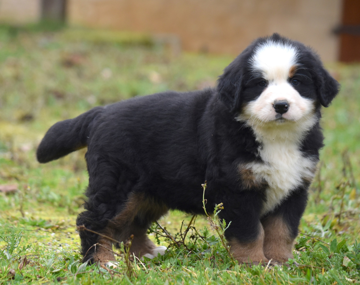 De la Ferme de la Pessoutie - Chiots disponibles - Bouvier Bernois