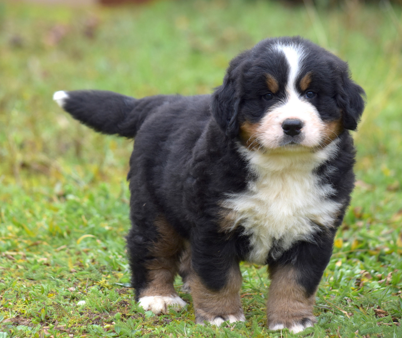 De la Ferme de la Pessoutie - Chiots disponibles - Bouvier Bernois