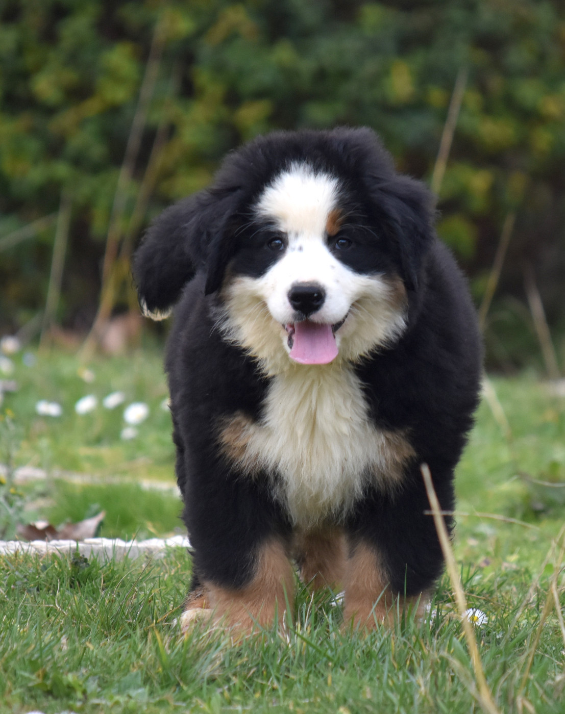 De la Ferme de la Pessoutie - Bouvier Bernois - Portée née le 12/12/2025