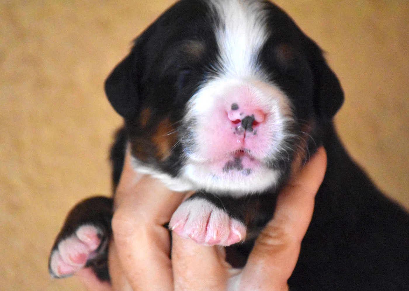 De la Ferme de la Pessoutie - Chiots disponibles - Bouvier Bernois