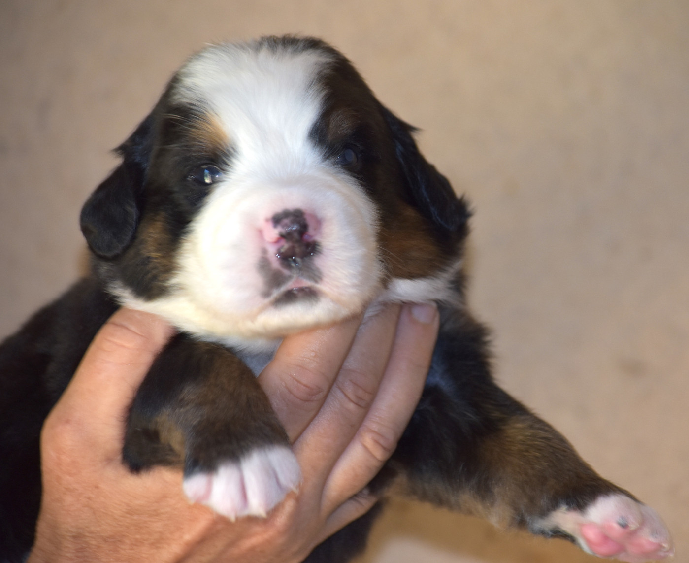 De la Ferme de la Pessoutie - Chiots disponibles - Bouvier Bernois