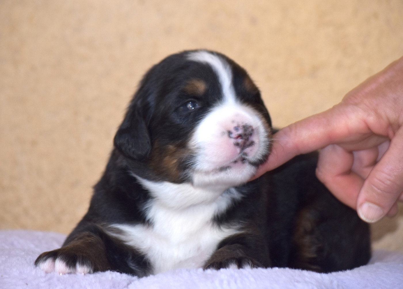 De la Ferme de la Pessoutie - Chiots disponibles - Bouvier Bernois