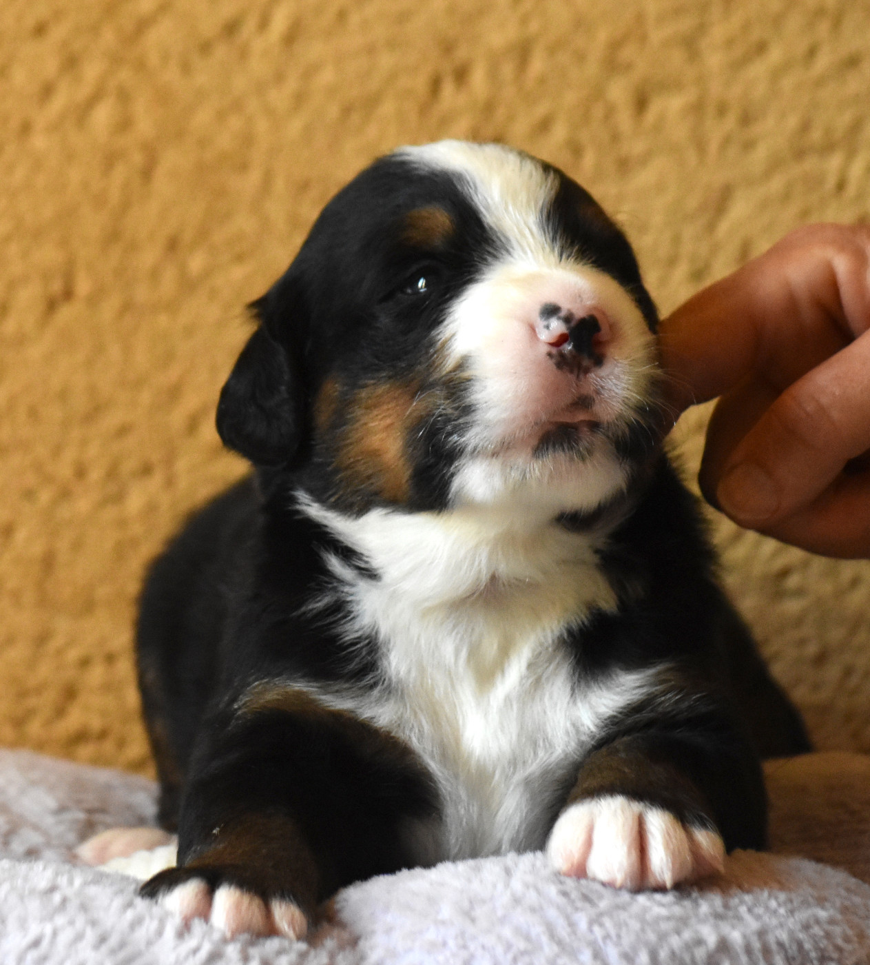 De la Ferme de la Pessoutie - Chiots disponibles - Bouvier Bernois