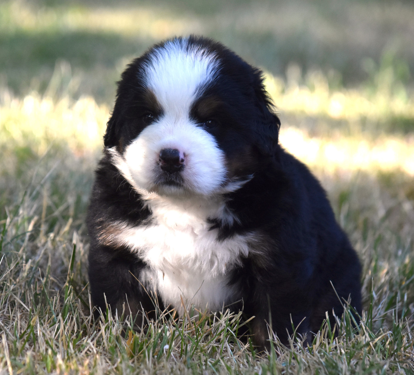 De la Ferme de la Pessoutie - Chiots disponibles - Bouvier Bernois