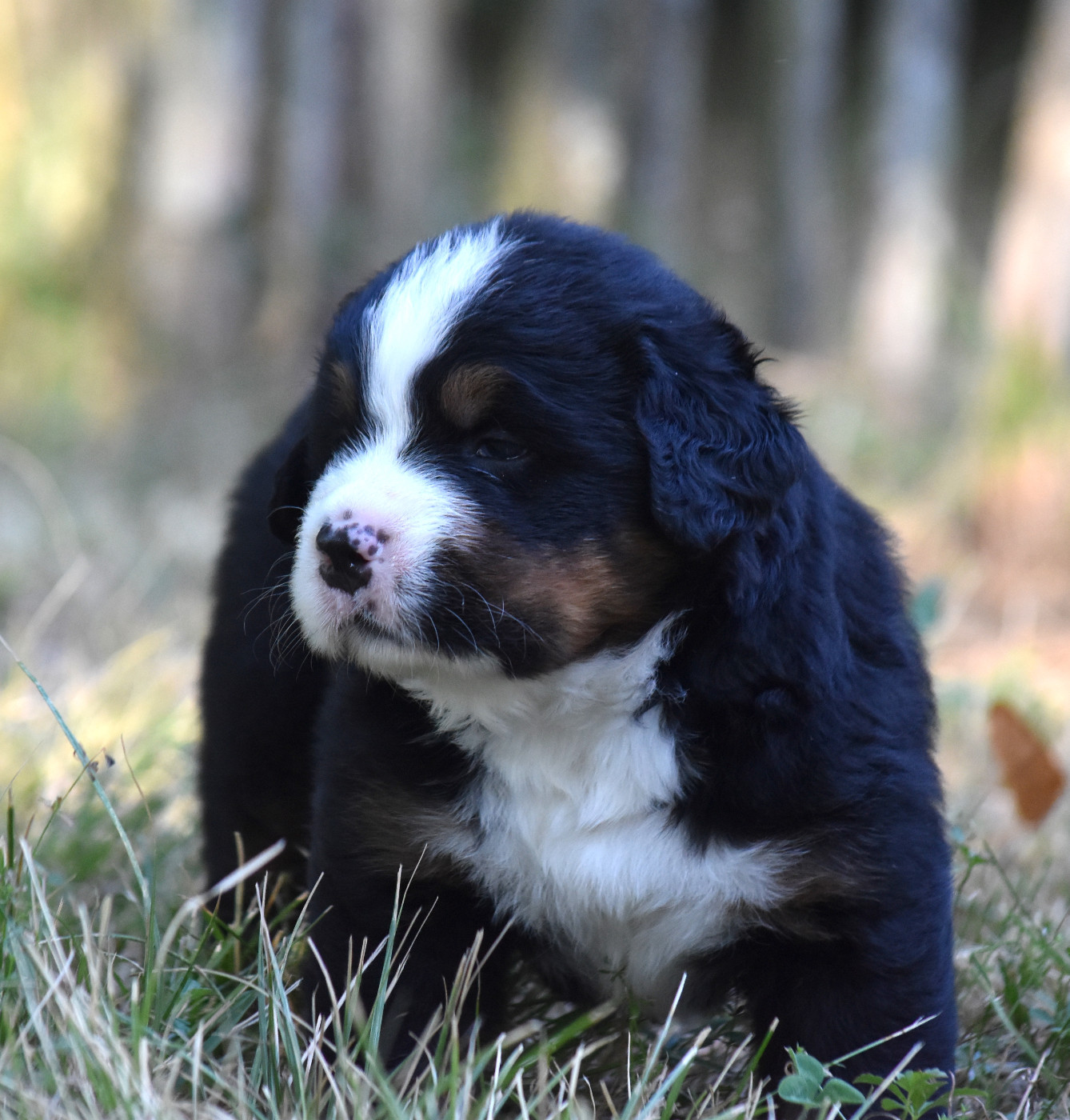De la Ferme de la Pessoutie - Chiots disponibles - Bouvier Bernois