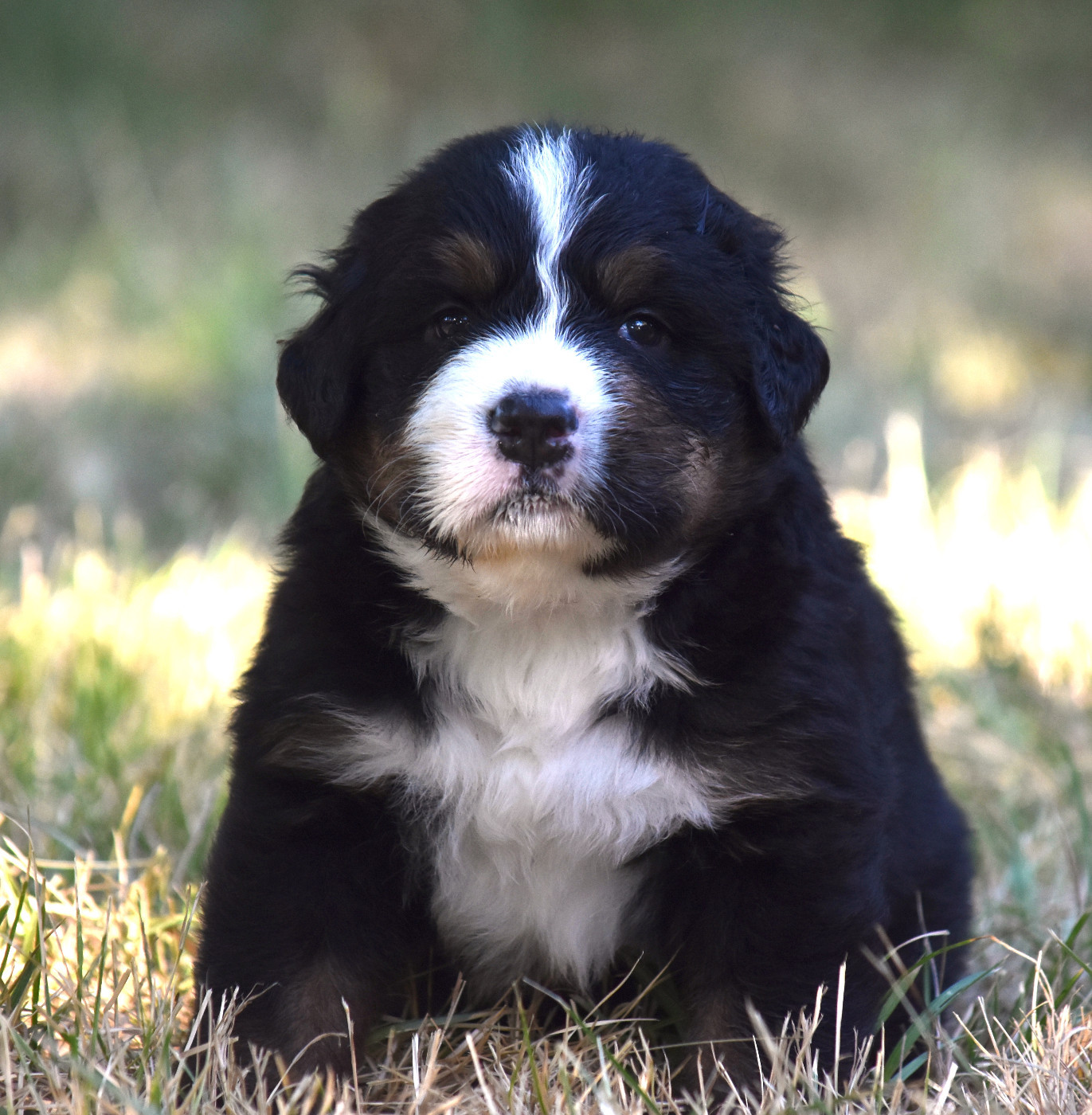De la Ferme de la Pessoutie - Chiots disponibles - Bouvier Bernois