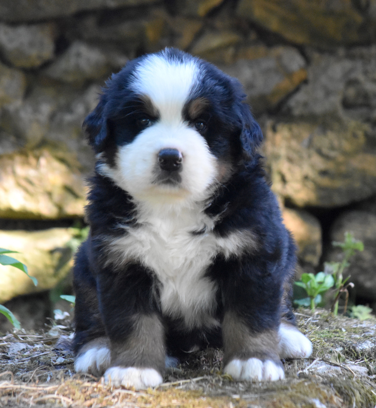 De la Ferme de la Pessoutie - Chiots disponibles - Bouvier Bernois