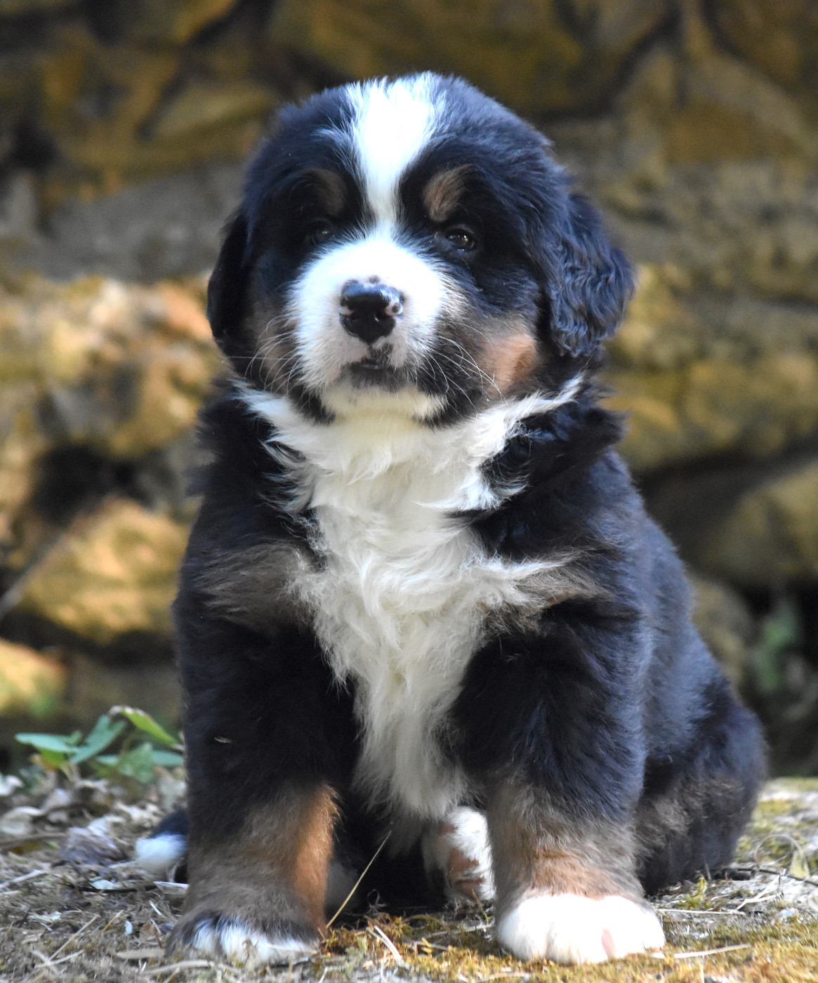 De la Ferme de la Pessoutie - Chiots disponibles - Bouvier Bernois