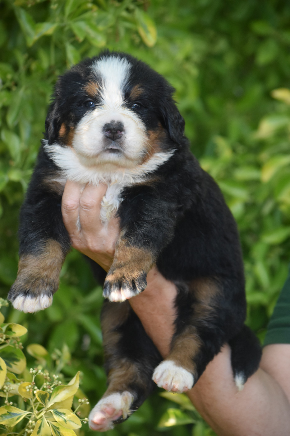 De la Ferme de la Pessoutie - Chiots disponibles - Bouvier Bernois