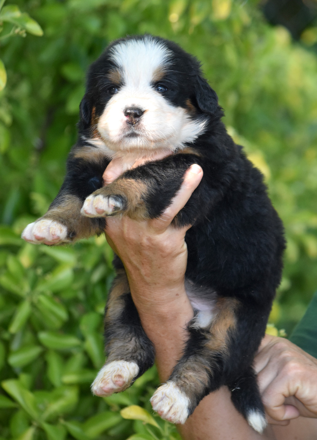 De la Ferme de la Pessoutie - Chiots disponibles - Bouvier Bernois