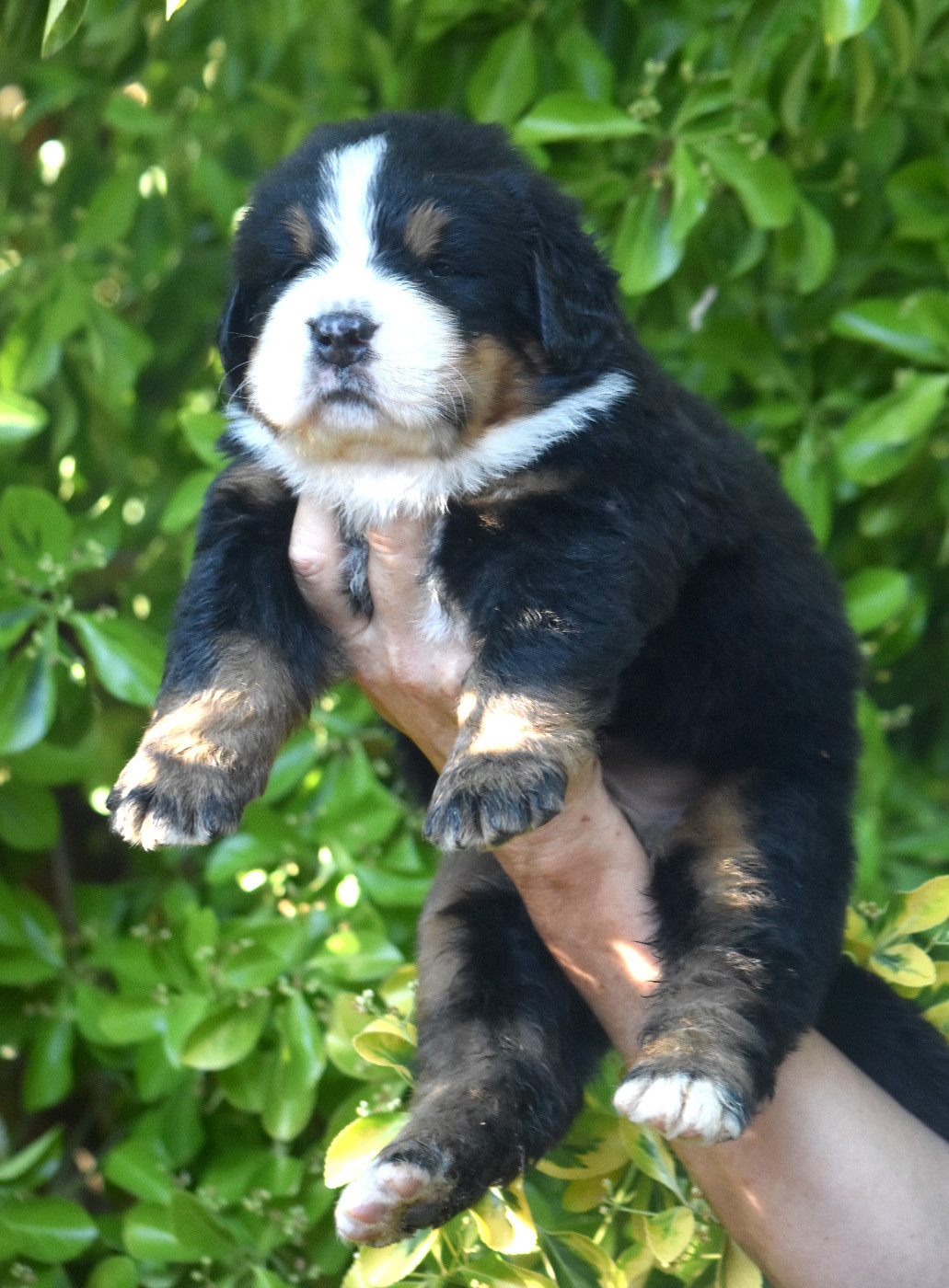 De la Ferme de la Pessoutie - Chiots disponibles - Bouvier Bernois