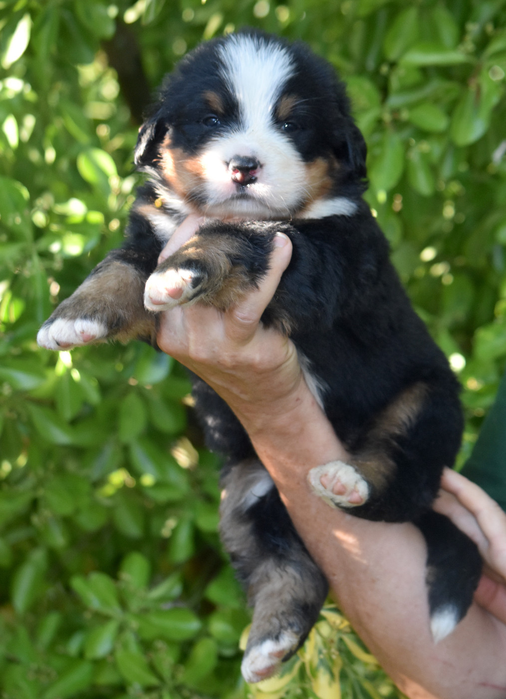De la Ferme de la Pessoutie - Chiots disponibles - Bouvier Bernois